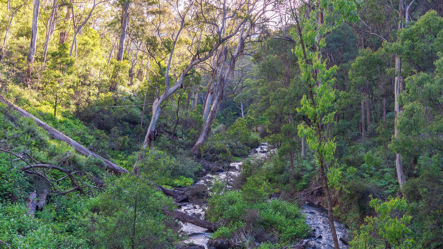 Saturday Long Run - Hume and Hovell